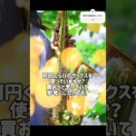 何円の楽器を使っていますか？吹奏楽部や趣味の人におすすめの楽器とは？#saxophone #吹奏楽 #楽器