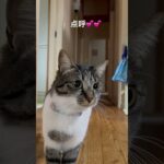 ノラサラ点呼💚💚 #吹奏楽 #catlover #kitty #cat #癒し #ノラサラ #保護猫 #猫のいる暮らし