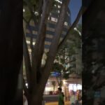 博多駅前が最高すぎる　ハナミズキ　#saxophone #管楽器 #saxplayerippei #吹奏楽 #jazz #音楽 #saxplayer