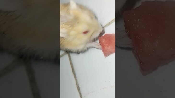 hamster gembul eats fresh watermelon 🍉🤤 #bgm #ピアノ #吹奏楽 #hamsterimut
