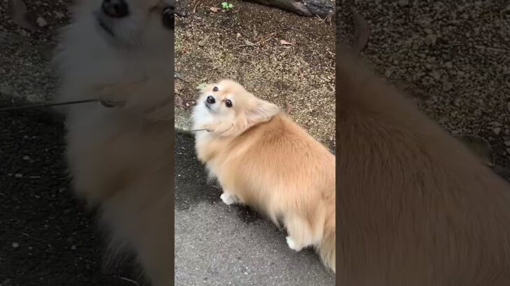 Dogs life in Japan 🇯🇵 #吹奏楽 #bgm #ピアノ #音楽 #japan #automobile #japanstudent #可愛い #pakistaniinjapan