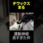 #ダックス #チワワ #チワックス #可愛い #癒し #まる #犬のいる生活 #犬 #愛犬 #子犬 #ペット #かわいい #いぬ #犬のいる暮らし #お散歩 #cute