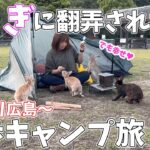 【徒歩キャンプ】フェリーで行く！うさぎだらけの島キャンプ【極楽】大久野島/うさぎ島/広島/ソロキャンプ/ソログル/solo camping/camping/