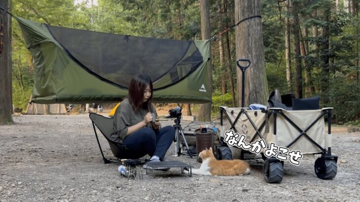 カツアゲにあったハンモック泊ソロキャンプ/野良猫/キャンプ/solo camping/camping/Stray cat/キャンプ女子