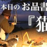 【独り言の多い】ぼっち女の猫キャンプ 【コブダイ】Cats, Fishing, and Snapper[Japanese style izakaya at camp]