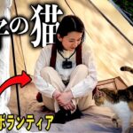 【捨て猫】１年ぶりにソロキャン行ったら、置き去りにされた猫と出会いました。