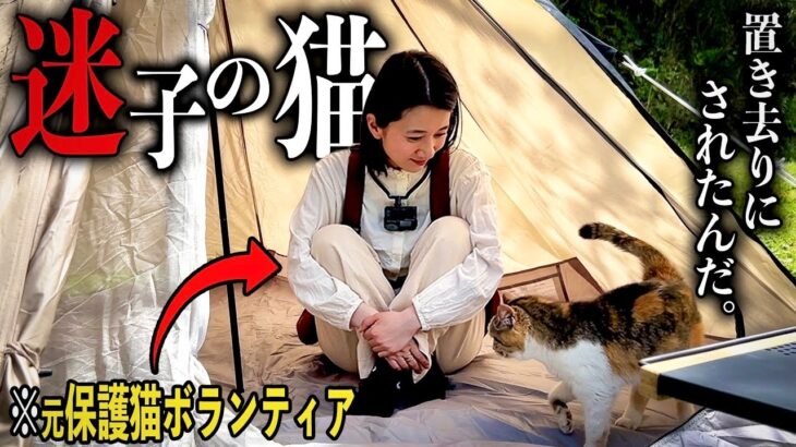 【捨て猫】１年ぶりにソロキャン行ったら、置き去りにされた猫と出会いました。