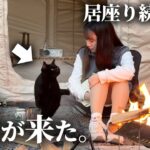 ソロキャンプ中､甘えん坊の野良猫が私のテントに来て…