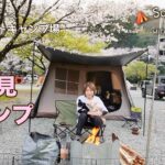 【50代女子？ソロキャンプ】桜満開🌸新幕ロッジテントとお花見キャンプ｜青野原オートキャンプ場｜Solo camping with my dogs, Vlog［63］