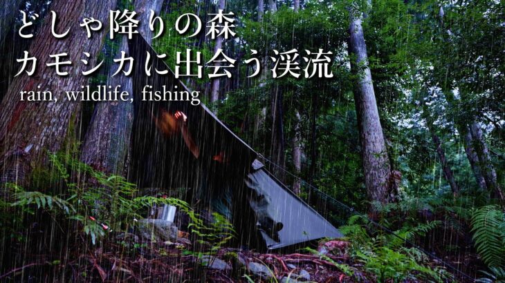 軍幕でソロキャンプ｜テントに叩きつけるどしゃぶりの雨音は心地よい｜渓流つりで野生のカモシカに出会う｜あてらの森
