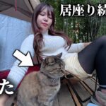 ソロキャンプ中、ずっーと離れない猫に癒されすぎた。【猫キャンプ】