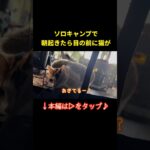 ソロキャンプで朝起きたら目の前に猫が！ずっと居座る猫が可愛すぎた！