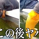 【神回】ツッコミどころ満載な動物のおもしろ動画見ようぜwwwwww傑作集【ハプニング映像】【犬】【猫】