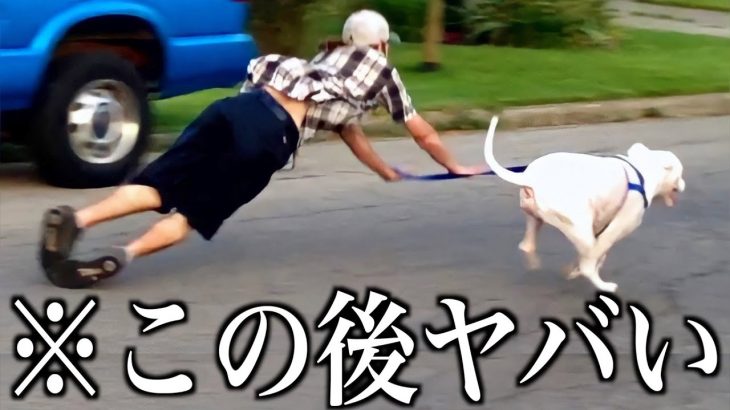 【神回】ツッコミどころ満載な動物のおもしろ動画見ようぜwwwwww⑨【ハプニング映像】【犬】【猫】