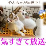 ND355【里親募集】やんちゃすぎて放送事故が…。【子猫】