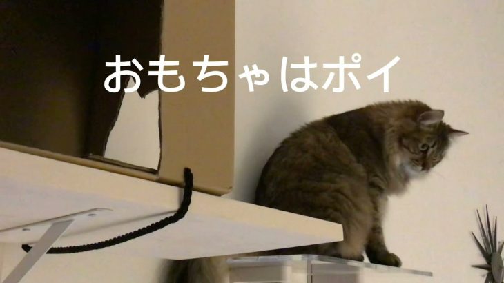 おもちゃはポイパート2【放送事故つき】