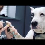 2022人より人っぽい？！面白い犬　猫　面白ハプニング動物動画集＃135