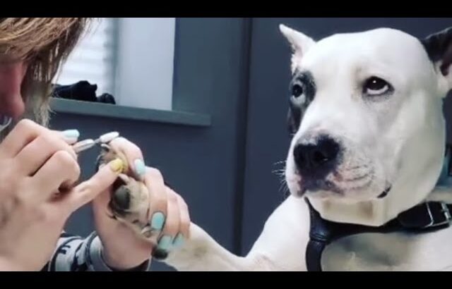 2022人より人っぽい？！面白い犬　猫　面白ハプニング動物動画集＃135