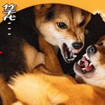 柴犬 先住犬の部屋に侵入したけど返り討ちにあった後輩犬が大暴れ 柴走りがかわいいです