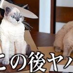 【神回】ツッコミどころ満載な動物のおもしろ動画見ようぜwwwwww【新作&傑作集②】【ハプニング映像】【犬】【猫】