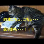 2013/08/18  肉球こちょこちょ返り討ち