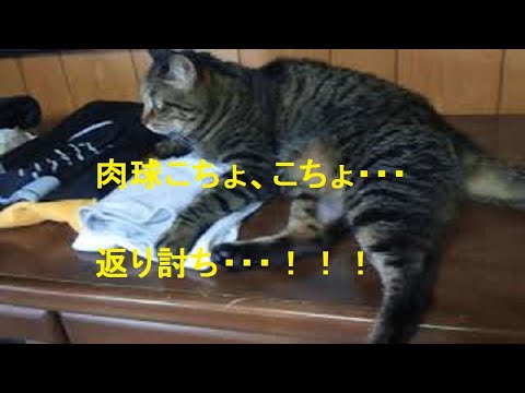 2013/08/18  肉球こちょこちょ返り討ち