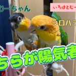 【シロハラごろごろ遊び🥳🐶】返り討ちにも合う➰🤗色羽＆睦月どんな鳥？🐥💕＃シロハラインコ＃caique＃鳥