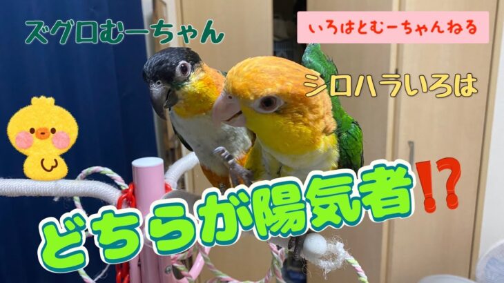 【シロハラごろごろ遊び🥳🐶】返り討ちにも合う➰🤗色羽＆睦月どんな鳥？🐥💕＃シロハラインコ＃caique＃鳥