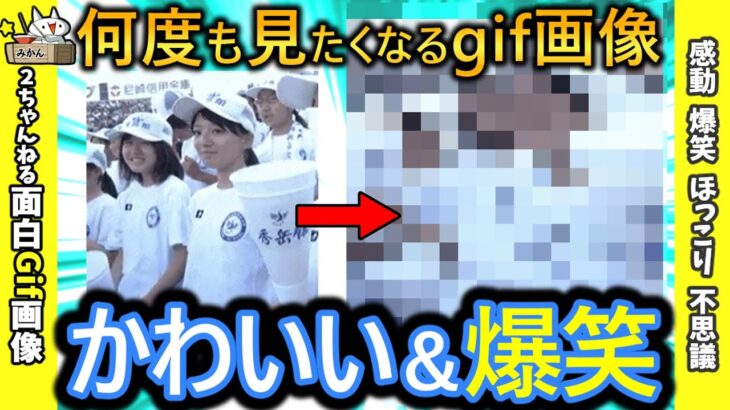 【2ch面白いgif】この人気急上昇中のおもしろgifを見てくれ！いつもありがとうございます【コメ付き】