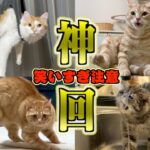 【豪華】ツッコミどころ満載なおもしろ猫動画30連発！