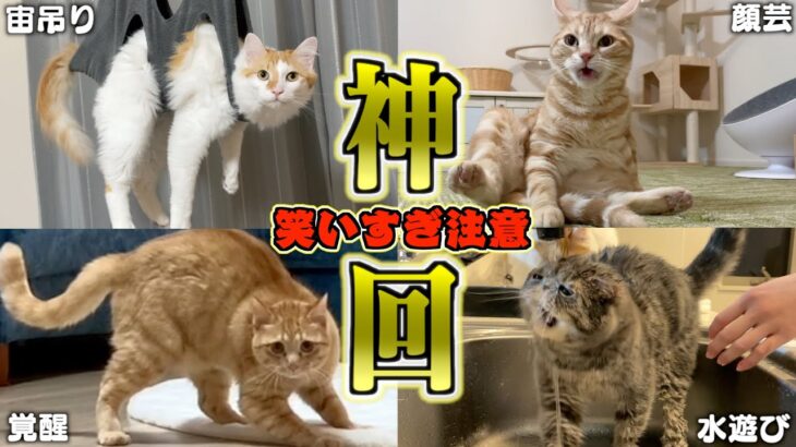 【豪華】ツッコミどころ満載なおもしろ猫動画30連発！