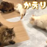 ちょっかいを出そうとしたけど、返り討ちにあった猫。