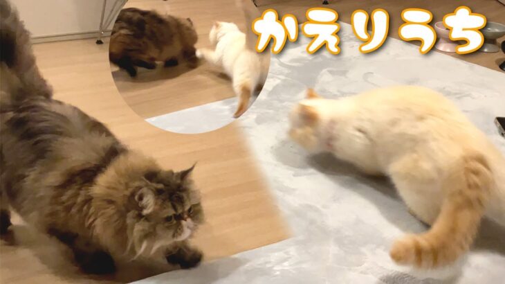 ちょっかいを出そうとしたけど、返り討ちにあった猫。