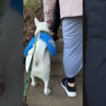 おばあちゃんを後ろから煽りまくる犬 #犬 ＃雑種犬 #白犬 #煽り運転