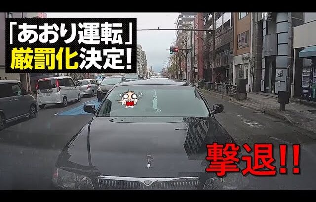 煽り運転を仕掛けてくるシーマと遊んであげました