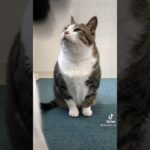 【放送事故】ポテチくんがおしゃべりしてたら、最後に何か飛んできたw#shorts #cat #猫