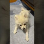 【証拠動画】煽り運転を決める犬　#pomeranian #ポメラニアン #子犬 #落ち着け