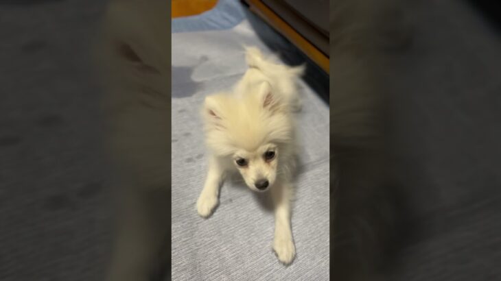 【証拠動画】煽り運転を決める犬　#pomeranian #ポメラニアン #子犬 #落ち着け