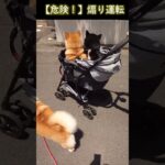 【危険！】煽り運転をする柴犬#shorts