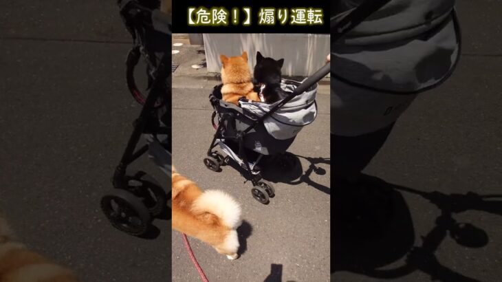 【危険！】煽り運転をする柴犬#shorts