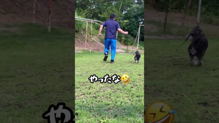 【※観覧注意】散歩中に放送事故😭🐶【シュナプーのぺぺと散歩中の出来事です。】