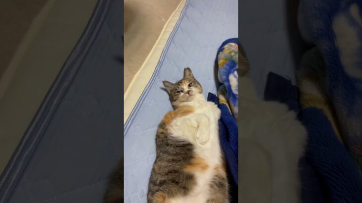 放送事故的な寝方のねこがこちら💁‍♀️