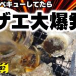 【放送事故?】海鮮バーベキュー中にサザエが大爆発！南房総の浜焼きでサザエやアワビを満喫！【ふるさと納税グルメ】