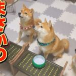 この直後、絶対に爆笑するので観て下さい！！