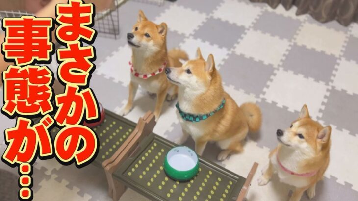 この直後、絶対に爆笑するので観て下さい！！