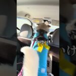 【煽り運転がひどい雑種犬】#shorts #保護犬 #雑種犬