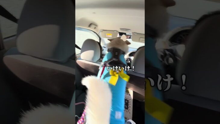【煽り運転がひどい雑種犬】#shorts #保護犬 #雑種犬