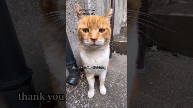 お手！を要求する主を返り討ちにする凶暴な猫