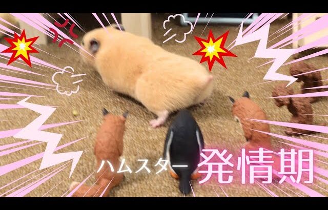 【放送事故レベル】爆笑ハムスター発情期この体制で○○○がくっついてます💦Hilarious Hamster in Heat