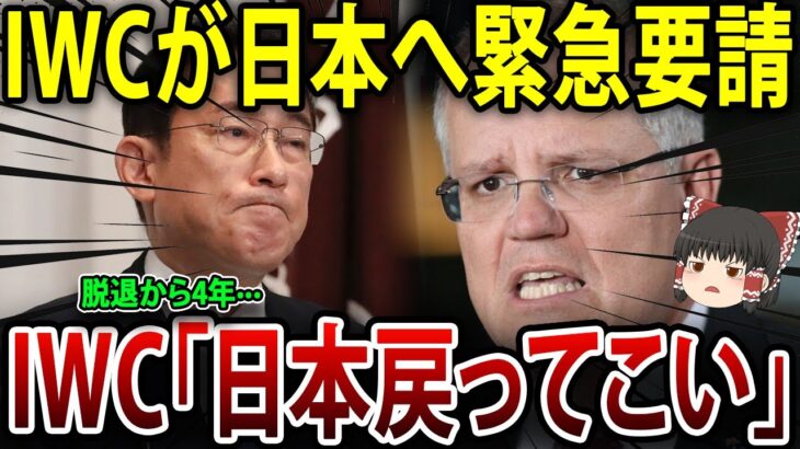 IWCが返り討ち…笑！とんでもない数の国がIWC大量脱退＋巨額賠償で大ピンチw#外国の反応 #海外の反応 #戦争 #歴史 #地理